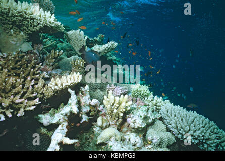 Threespot dascyllus (Dascyllus trimaculatus), with Sea goldies (Pseudanthias squammipinnis) among stone coral. Great Barrier Reef Marine Park, Queensl Stock Photo