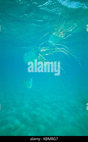 Box jellyfish (Chironex fleckeri), three swimming in open water. North Queensland, Australia Stock Photo