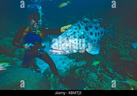 Scuba diver encountering Potato cod (Epinephelus tukula). Great Barrier Reef Marine Park, Queensland, Australia Stock Photo