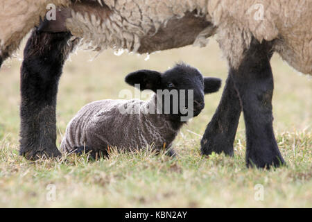 Lamb below his mother Stock Photo