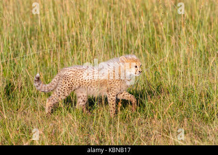 Cheetah cub walking in the grass of the savannah Stock Photo