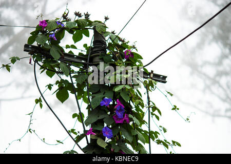 Purple Flower Vine Stock Photo