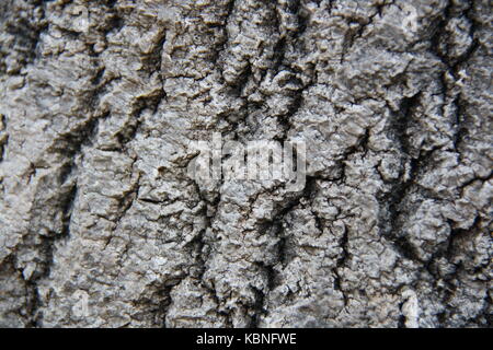 Beautiful bark from an extraordinary pine tree in one of the most beautiful woods in all of Norway. The location is close to the shore, and therefore. Stock Photo