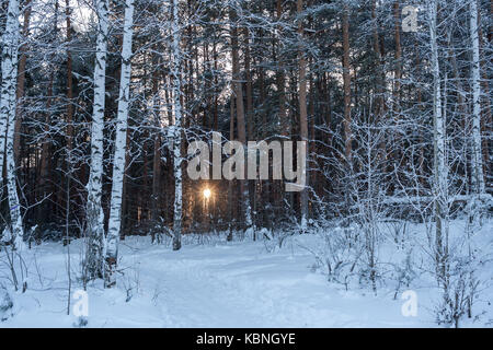 The evening sun is shining through trees in winter forest. In the foreground are covered with hoarfrost birches. Stock Photo