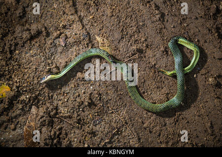 Road kill, a dead green snake was run over by a car on a dirt road Stock Photo