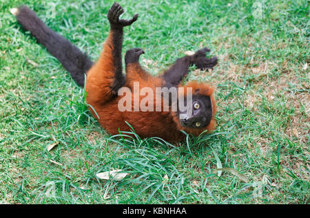 Beautiful red ruffed lemur Stock Photo