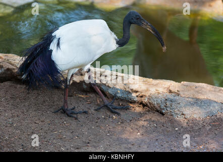 Australian ibis in the profile standing by the pond with a plant Stock Photo