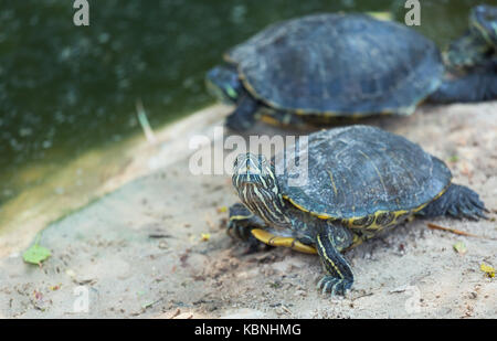 little green turtle closeup Stock Photo