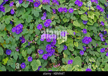 this is Ipomea indica, the Blue morning glory or Blue dawn flower, from the family Convolvulaceae Stock Photo