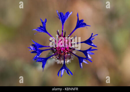 Blue bottle known also as cornflower, centaurea in Latin. Stock Photo