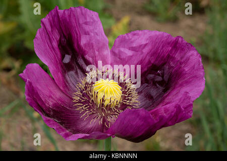 Opium poppies known as Papaver Somniferum in Latin, Turkey. Stock Photo