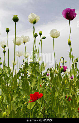 Opium poppies known as Papaver Somniferum in Latin, Turkey. Stock Photo