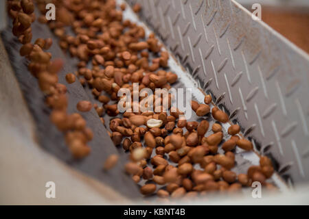 peanut process industry brazil Stock Photo - Alamy