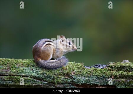 Eastern Chipmunk sitting on a mossy log in Fall eating seeds Stock Photo