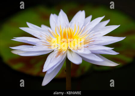 Closeup blue lotus (Nymphaea lotus / water lilies) in full bloom Stock Photo