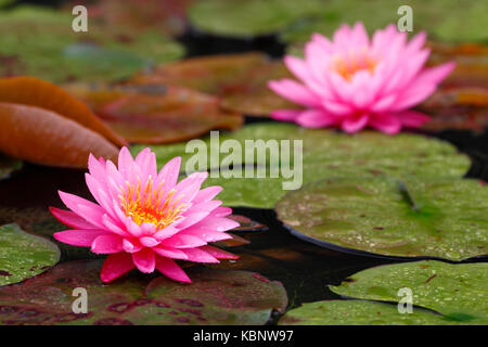 Pink Nymphaea lotus (water lilies) in the pond with lotus background Stock Photo