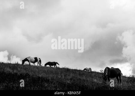 Horses pasturing on top of a hill, beneath an overcast, moody sky Stock Photo