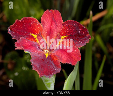 Stunning and unusual vivid red flower of Louisiana iris with raindrops on petals against background of green leaves Stock Photo