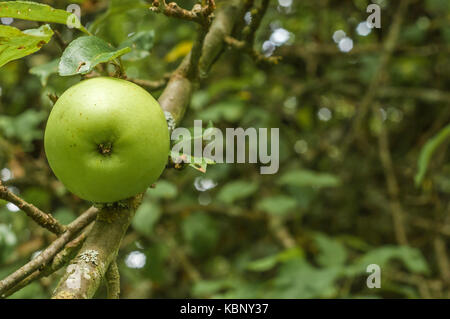 Pomme Verte dans un Verger Var Provence France Stock Photo