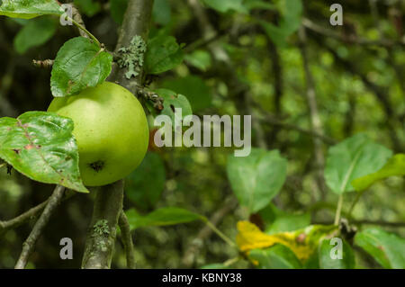 Pomme Verte dans un Verger Var Provence France Stock Photo