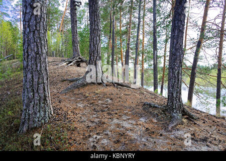 Old pine trees and their roots on the hill near the shore of the Siberian river Stock Photo