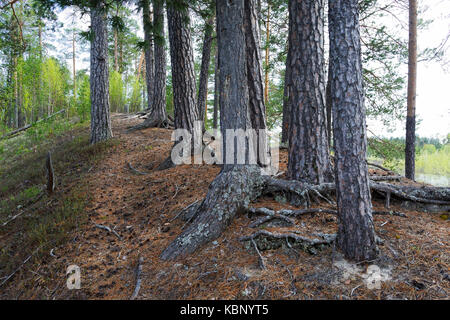 Old pine trees and their roots on the hill near the shore of the Siberian river Stock Photo