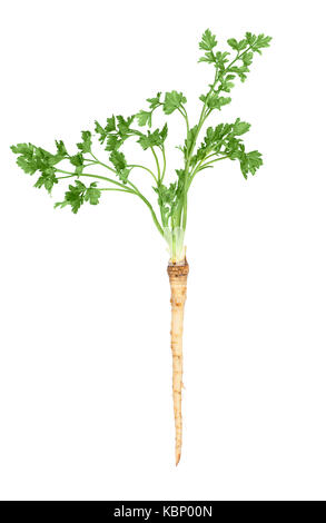 parsley root isolated on white Stock Photo