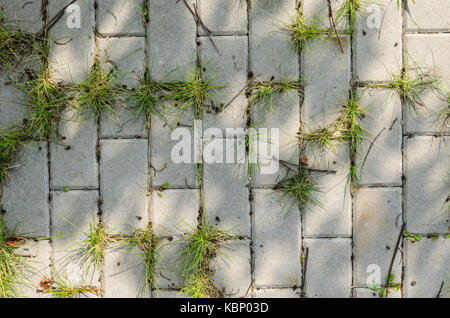 The Grass Grows Between the Paving Slabs. Paving Footpath in the Shade of a Tree with Spots of Sunlight Stock Photo