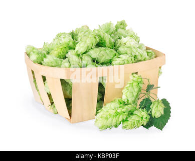 hop cones isolated on white Stock Photo