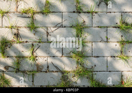 The Grass Grows Between the Paving Slabs. Paving Footpath in the Shade of a Tree with Spots of Sunlight Stock Photo