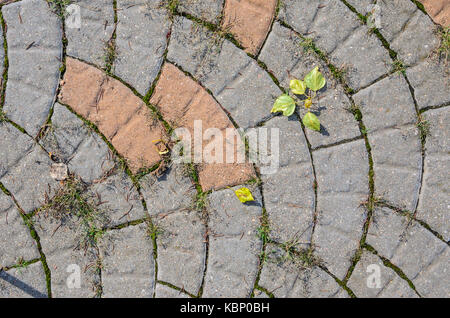 The Texture of the Gray and Red Paving Stone from Artificial Stones. Curved Sidewalk Texture Stock Photo