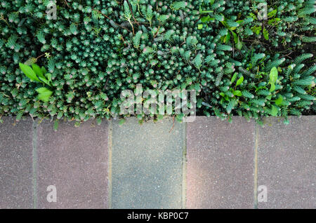 Gray Pavement and Grass Lawn in Garden Decorative Texture Stock Photo