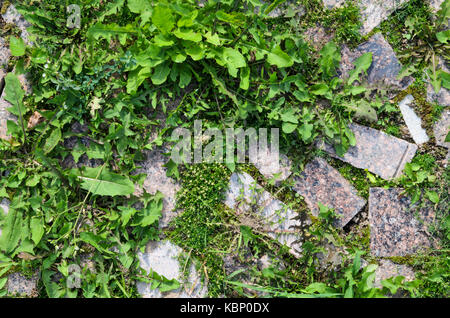 The Grass Grows Between the Paving Slabs. Paving Footpath Background Stock Photo