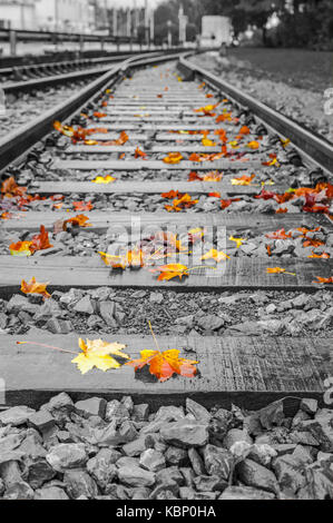 Fallen leaves on the railway colorized Stock Photo