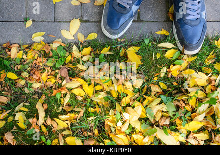 Sneakers on a Autumn Pavement Sidewalk with Yellow Fallen Leaves Top View Stock Photo