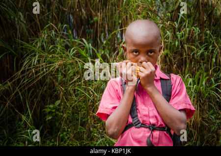 Young African boy with bright pink shirt eating maize comb in front of high tropical reed, Ring Road, Cameroon, Africa Stock Photo