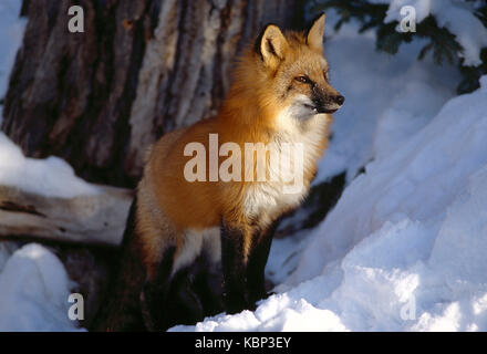 USA. Montana. Wildlife. Red Fox in the snow. Stock Photo