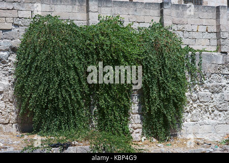 Capers plant on ancient fortress wall in monopoli, apulia - south of Italy Stock Photo