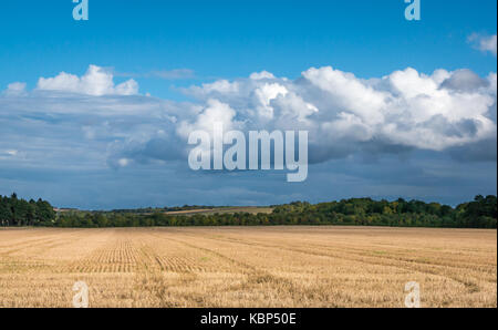 Countryside view of harvested grain field on sunny Autumn day with blue sky and puffy white cloud formations, Gilmerton, East Lothian, Scotland, UK Stock Photo
