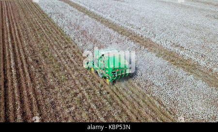 Aerial view of a Large green Cotton picker working in a field. Stock Photo