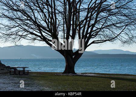 Silhouetted Tree and Bellingham Bay - The westerly sun silhouettes a tree at Marine Park in mid-December. Stock Photo