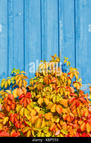 Virginia creeper (Parthenocissus quinquefolia) plant climbs up a blue wooden wall. Autumn colored vibrant leaves. Stock Photo