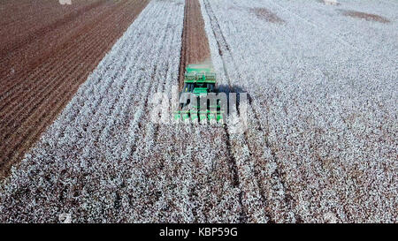 Aerial view of a Large green Cotton picker working in a field. Stock Photo