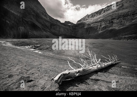 Sun bleached dead tree on shore of lake with mountains in background, from Glacier National Park, MT - Black and White Stock Photo