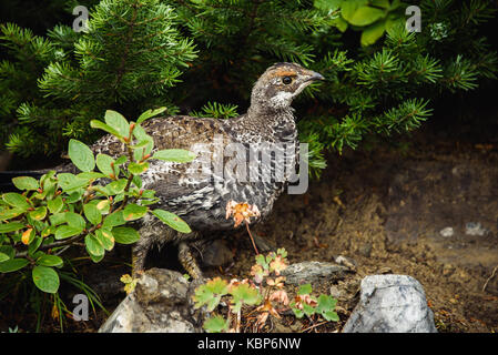 Female Spruce Grouse (Falcipennis canadensis) Stock Photo