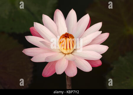 Beautiful lotus (Nymphaea lotus / water lilies) in full bloom Stock Photo