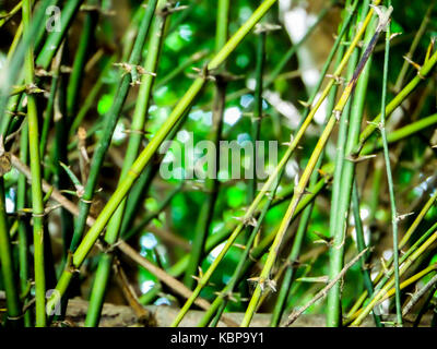 thorns, spines, and prickles, and in general spinose structures are hard, rigid extensions of leaves, roots Stock Photo