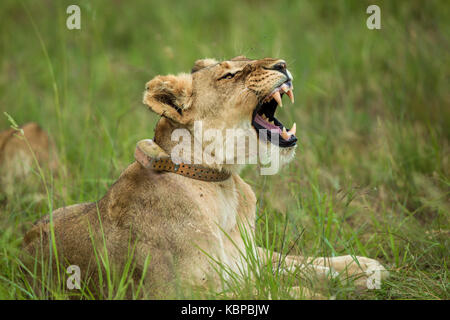 african lioness with collar yawning while lying in the grass, showing her teeth Stock Photo