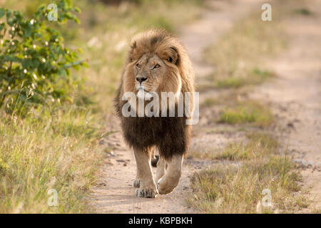 huge male african lion walking towards camera on sand road, patrolling, looking for prey, in Zimbabwe