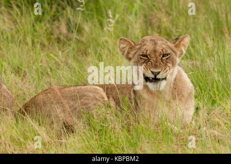 young lion making a grumpy face and showing teeth while lying in long green grass in Zimbabwe Stock Photo